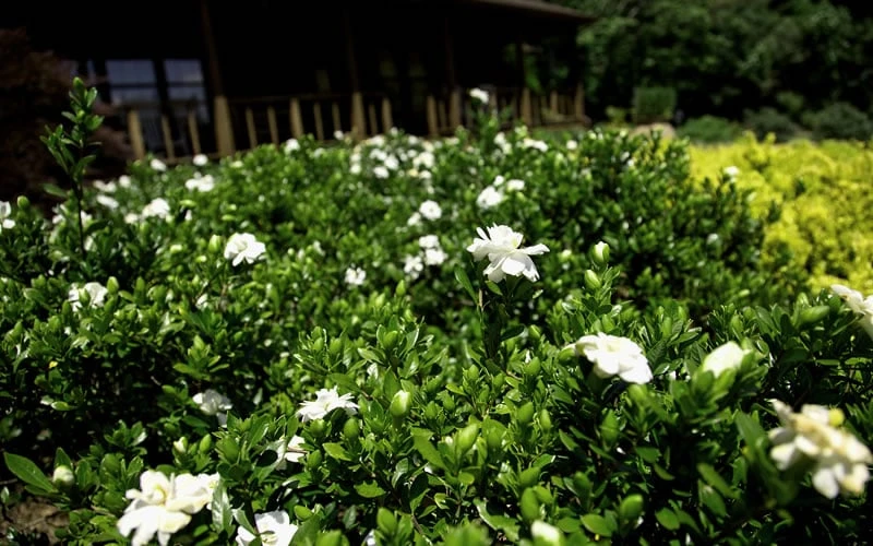 Double Mint Gardenia - 2 Gallon Pot 7 Double Mint Gardenia - 2 Gallon Pot - Image 5