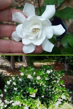 Fall In Love Cold Hardy Gardenia - 1 Gallon Pot -Garden Outdoor Plant Store Gardenia Fall In Love BS