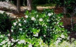 Fall In Love Cold Hardy Gardenia - 1 Gallon Pot -Garden Outdoor Plant Store Gardenia Fallin In Love Shrub