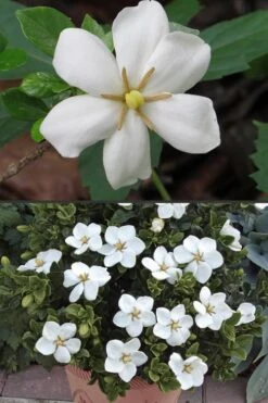 Hardy Fragrant Daisy Gardenia Bush - 3 Gallon Pot 14 Hardy Fragrant Daisy Gardenia Bush - 3 Gallon Pot -Garden Outdoor Plant Store Gardenia Hardy Daisy 500x750 3