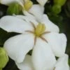 Heaven Scent Gardenia - 6 Pack Of 1 Gallon Pots 1 Heaven Scent Gardenia - 6 Pack Of 1 Gallon Pots -Garden Outdoor Plant Store Gardenia Heaven Scent 15
