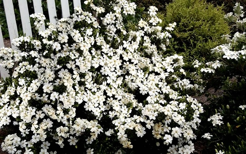 Heaven Scent Gardenia - 1 Gallon Pot 7 Heaven Scent Gardenia - 1 Gallon Pot - Image 5