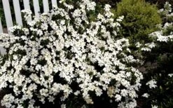 Heaven Scent Gardenia - 6 Pack Of 1 Gallon Pots 11 Heaven Scent Gardenia - 6 Pack Of 1 Gallon Pots -Garden Outdoor Plant Store Gardenia Heaven Scent 17