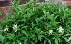 Radicans Creeping Dwarf Gardenia - 6 Pack Of 1 Gallon Pots 16 Radicans Creeping Dwarf Gardenia - 6 Pack Of 1 Gallon Pots -Garden Outdoor Plant Store Gardenia Radicans 53