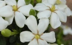 ScentAmazing Gardenia - 1 Gallon Pot 11 ScentAmazing Gardenia - 1 Gallon Pot -Garden Outdoor Plant Store Gardenia Scentamazing 20