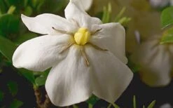 ScentAmazing Gardenia - 1 Gallon Pot 13 ScentAmazing Gardenia - 1 Gallon Pot -Garden Outdoor Plant Store Gardenia Scentamazing Closeup