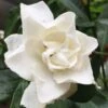 Sweet Tea Gardenia - 3 Gallon Pot 2 Sweet Tea Gardenia - 3 Gallon Pot -Garden Outdoor Plant Store Gardenia Sweet Tea 3