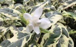 Variegated August Beauty Gardenia - 1 Gallon Pot 10 Variegated August Beauty Gardenia - 1 Gallon Pot -Garden Outdoor Plant Store Gardenia Variegated 1 2