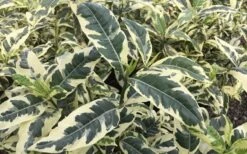 Variegated Gardenia - 1 Gallon Pot -Garden Outdoor Plant Store Gardenia Variegated 2