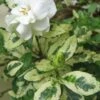 Variegated August Beauty Gardenia - 1 Gallon Pot 1 Variegated August Beauty Gardenia - 1 Gallon Pot -Garden Outdoor Plant Store Gardenia Variegated BS 2