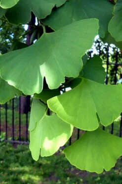Ginkgo Maidenhair Tree (Male) - 2 Gallon Pot 15 Ginkgo Maidenhair Tree (Male) - 2 Gallon Pot -Garden Outdoor Plant Store Ginkgo Tree 10