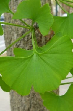Ginkgo Maidenhair Tree (Male) - 2 Gallon Pot 13 Ginkgo Maidenhair Tree (Male) - 2 Gallon Pot -Garden Outdoor Plant Store Ginkgo Tree 11