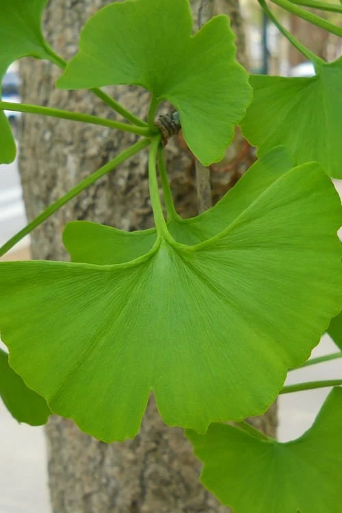 Ginkgo Maidenhair Tree (Male) - 2 Gallon Pot 7 Ginkgo Maidenhair Tree (Male) - 2 Gallon Pot - Image 5
