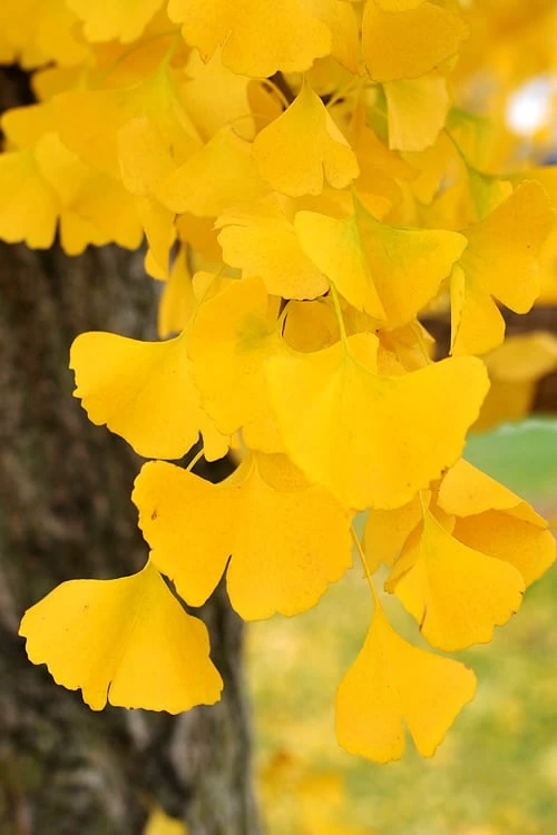 Ginkgo Maidenhair Tree (Male) - 2 Gallon Pot 6 Ginkgo Maidenhair Tree (Male) - 2 Gallon Pot - Image 4