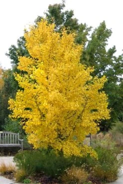 Ginkgo Maidenhair Tree (Male) - 2 Gallon Pot 14 Ginkgo Maidenhair Tree (Male) - 2 Gallon Pot -Garden Outdoor Plant Store Ginkgo Tree 16