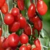 Goji Berry Plant - Lycium Barbarum - 1 Gallon Pot -Garden Outdoor Plant Store Goji Berry Dynamite 500x750 1
