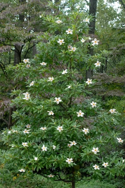 Sweet Tea Mountain Gordlinia - 3 Gallon Pot 6 Sweet Tea Mountain Gordlinia - 3 Gallon Pot - Image 4