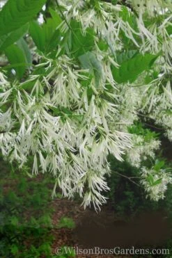 Grancy Graybeard - White Fringe Tree - 7 Gallon Pot (2-3') -Garden Outdoor Plant Store Grancy Graybeard Tree 30 2