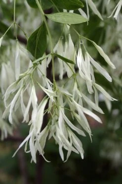 Grancy Graybeard - White Fringe Tree - 3 Gallon Pot 16 Grancy Graybeard - White Fringe Tree - 3 Gallon Pot -Garden Outdoor Plant Store Grancy Graybeard Tree 32 1