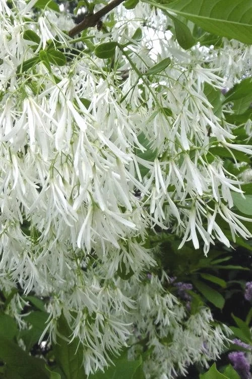 Grancy Graybeard - White Fringe Tree - 3 Gallon Pot 3 Grancy Graybeard - White Fringe Tree - 3 Gallon Pot