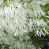 Grancy Graybeard - White Fringe Tree - 7 Gallon Pot (2-3') 1 Grancy Graybeard - White Fringe Tree - 7 Gallon Pot (2-3') -Garden Outdoor Plant Store Grancy Graybeard Tree Flowers 21 500x750 3