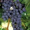 Concord Grape Vine - 1 Gallon Pot 2 Concord Grape Vine - 1 Gallon Pot -Garden Outdoor Plant Store Grape Concord 1