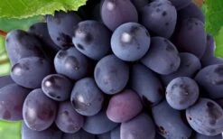 Mars Seedless Grape - 2 Gallon Pot 9 Mars Seedless Grape - 2 Gallon Pot -Garden Outdoor Plant Store Grape Mars Seedless 50