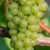 Niagara Seedless Grape Vine - 2 Gallon Pot 2 Niagara Seedless Grape Vine - 2 Gallon Pot -Garden Outdoor Plant Store Grape Niagra 3 2