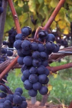 Sunbelt Grape Vine - 1 Gallon Pot