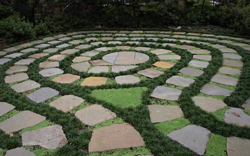 Kyoto Super Dwarf Mondo Grass - 3 Pack Of Pint Pots 6 Kyoto Super Dwarf Mondo Grass - 3 Pack Of Pint Pots - Image 5