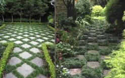 Kyoto Super Dwarf Mondo Grass - 3 Pack Of Pint Pots 12 Kyoto Super Dwarf Mondo Grass - 3 Pack Of Pint Pots -Garden Outdoor Plant Store Grass Mondo Super Dwarf Combo