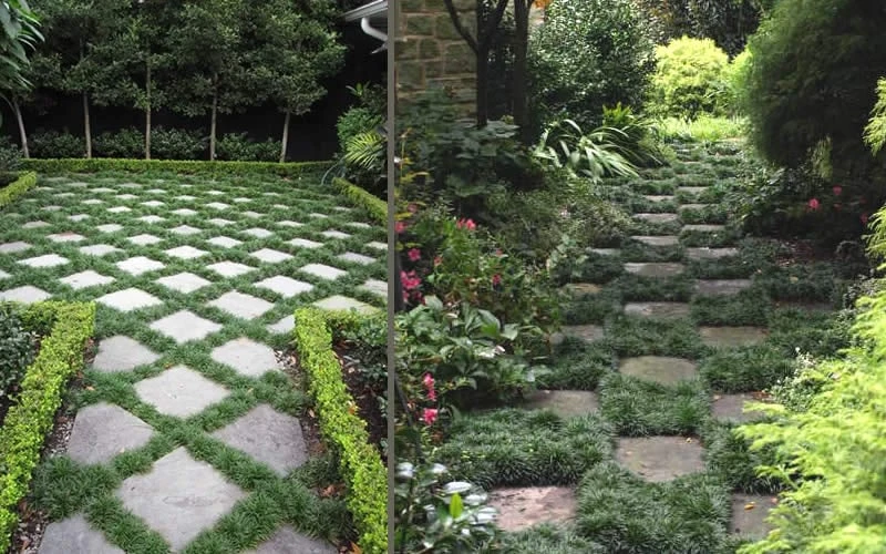 Kyoto Super Dwarf Mondo Grass - 3 Pack Of Pint Pots 7 Kyoto Super Dwarf Mondo Grass - 3 Pack Of Pint Pots - Image 6