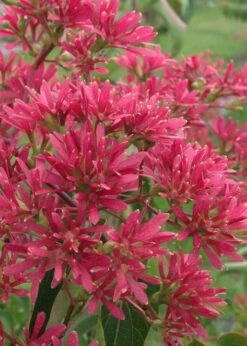 Temple Of Bloom Seven-son Flower (Heptacodium Miconioides) - 3 Gallon Pot