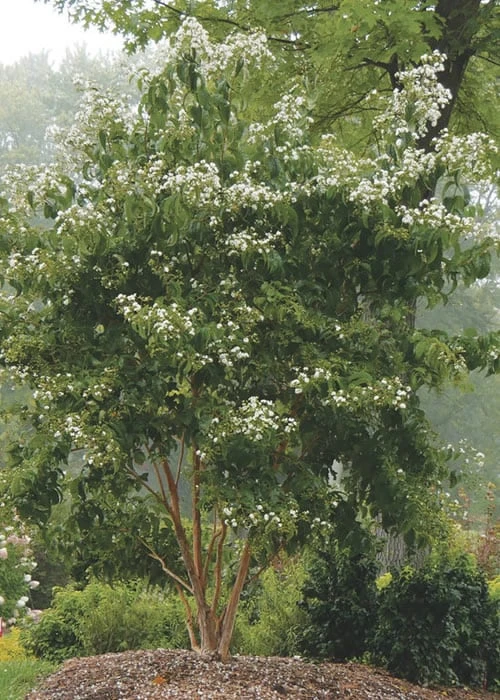 Temple Of Bloom Seven-son Flower (Heptacodium Miconioides) - 3 Gallon Pot 8 Temple Of Bloom Seven-son Flower (Heptacodium Miconioides) - 3 Gallon Pot - Image 6