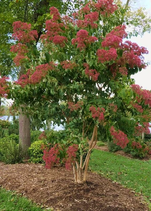 Temple Of Bloom Seven-son Flower (Heptacodium Miconioides) - 3 Gallon Pot 6 Temple Of Bloom Seven-son Flower (Heptacodium Miconioides) - 3 Gallon Pot - Image 4