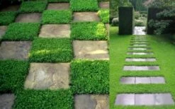 Dwarf Rupturewort Green Carpet (Herniaria Glabra) - 10 Pack Of Pint Pots -Garden Outdoor Plant Store Herniaria Dwarf Rutpurewort 2