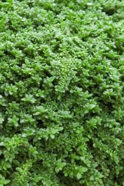 Dwarf Rupturewort Green Carpet (Herniaria Glabra) - 10 Pack Of Pint Pots -Garden Outdoor Plant Store Herniaria Dwarf Rutpurewort 20