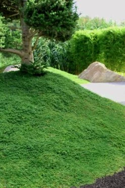 Dwarf Rupturewort Green Carpet (Herniaria Glabra) - 10 Pack Of Pint Pots -Garden Outdoor Plant Store Herniaria Dwarf Rutpurewort 25