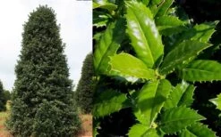 Mary Nell Holly - 1 Gallon Pot -Garden Outdoor Plant Store Holly Mary Nell