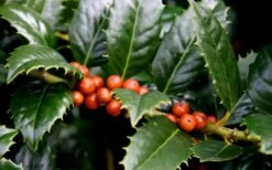 Mary Nell Holly - 1 Gallon Pot -Garden Outdoor Plant Store Holly Mary Nell Berries