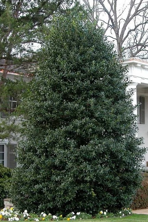 Nellie R. Stevens Holly - 7 Gallon Pot (5-6') 9 Nellie R. Stevens Holly - 7 Gallon Pot (5-6') - Image 7