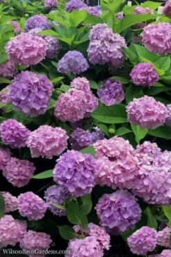 All Summer Beauty Hydrangea - 3 Gallon Pot -Garden Outdoor Plant Store Hydrangea All Summer Beauty 1