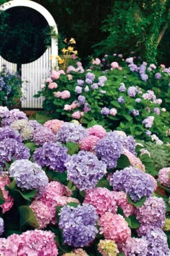 All Summer Beauty Hydrangea - 3 Gallon Pot -Garden Outdoor Plant Store Hydrangea All Summer Beauty 2