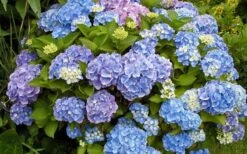 All Summer Beauty Hydrangea - 3 Gallon Pot -Garden Outdoor Plant Store Hydrangea All Summer Beauty 4