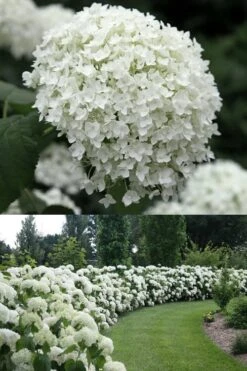 Annabelle Hydrangea - 3 Gallon Pot 14 Annabelle Hydrangea - 3 Gallon Pot -Garden Outdoor Plant Store Hydrangea Annabelle 1 500x750 1