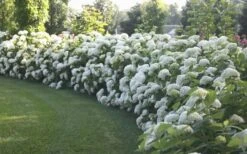 Annabelle Hydrangea - 3 Gallon Pot 15 Annabelle Hydrangea - 3 Gallon Pot -Garden Outdoor Plant Store Hydrangea Annabelle Hedge 1