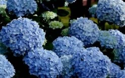 Big Daddy Hydrangea - 1 Gallon Pot 11 Big Daddy Hydrangea - 1 Gallon Pot -Garden Outdoor Plant Store Hydrangea Big Daddy 2