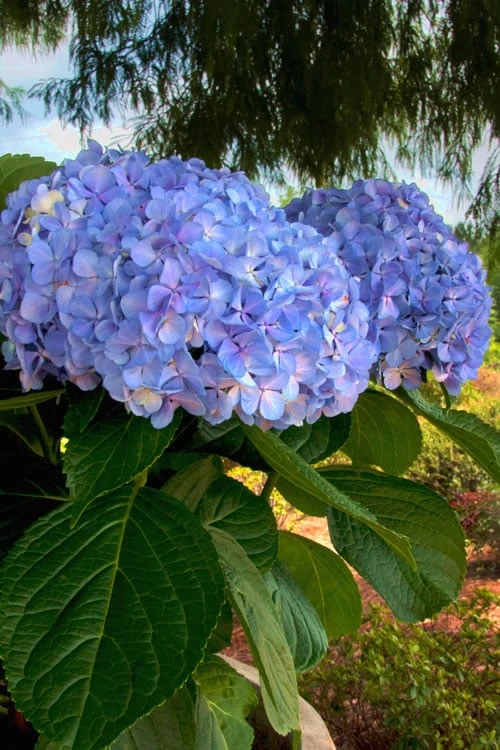 Big Daddy Hydrangea - 7 Gallon Pot 6 Big Daddy Hydrangea - 7 Gallon Pot - Image 4