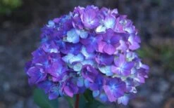 Bloomstruck Endless Summer Hydrangea - 1 Gallon Pot -Garden Outdoor Plant Store Hydrangea Bloomstruck Bloom