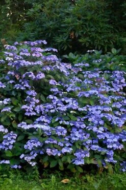 Blue Wave Lacecap Hydrangea - 3 Gallon Pot 15 Blue Wave Lacecap Hydrangea - 3 Gallon Pot -Garden Outdoor Plant Store Hydrangea Blue Wave 1
